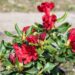 3209_8358_Rhododendron_Baden_Baden_2.JPG