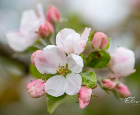 3211_11043_Malus_ounapuu.jpg