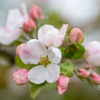 3212_11042_Malus_ounapuu.jpg