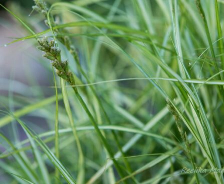 Carex muskingumensis `Variegata` palmilehine tarn