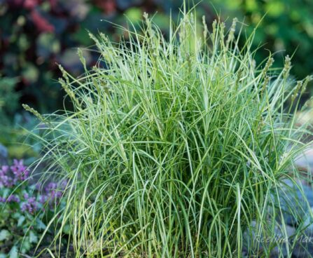 Carex muskingumensis `Variegata` palmilehine tarn