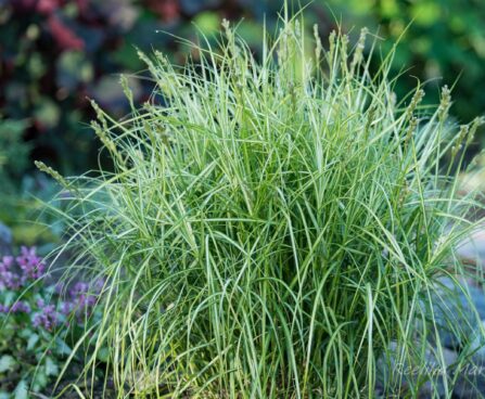 Carex muskingumensis `Variegata` palmilehine tarn