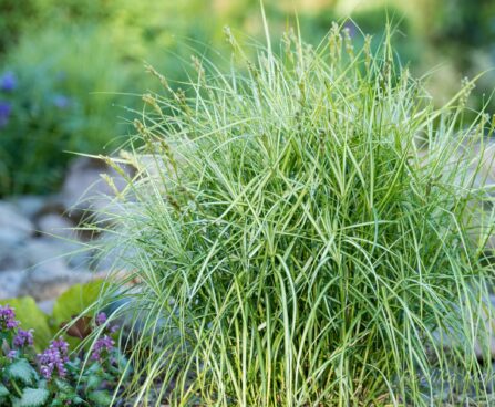 Carex muskingumensis `Variegata` palmilehine tarn