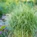 Carex muskingumensis `Variegata` palmilehine tarn