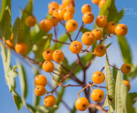 3226_9124_Sorbus_Fructo_Luteo_3.JPG
