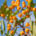 3226_9124_Sorbus_Fructo_Luteo_3.JPG