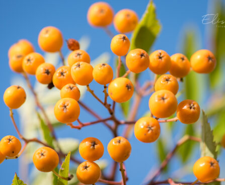 3226_9125_Sorbus_Fructo_Luteo_4.JPG