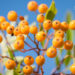 3226_9125_Sorbus_Fructo_Luteo_4.JPG