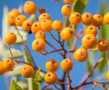 3226_9126_Sorbus_Fructo_Luteo_5.JPG