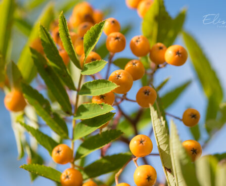 3226_9127_Sorbus_Fructo_Luteo.JPG