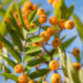 3226_9127_Sorbus_Fructo_Luteo.JPG