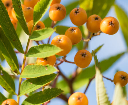 3226_9128_Sorbus_Fructo_Luteo_2.JPG