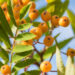 3226_9128_Sorbus_Fructo_Luteo_2.JPG