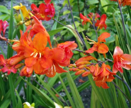 3247_9374_Crocosmia_Okavango-3-D-NoCat.jpg