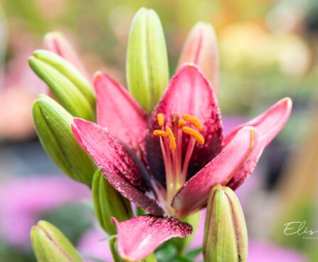 3282_10200_Lilium_asiatic_hybrids_FantAsiatic_Serious_Hotspot_liilia.jpg