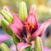 3282_10200_Lilium_asiatic_hybrids_FantAsiatic_Serious_Hotspot_liilia.jpg