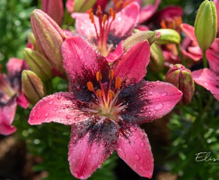 3282_10244_Lilium_asiatic_hybrids_FantAsiatic_Serious_Hotspot_liilia_2.jpg