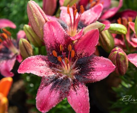 3282_10245_Lilium_asiatic_hybrids_FantAsiatic_Serious_Hotspot_liilia.jpg