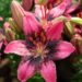 3282_10245_Lilium_asiatic_hybrids_FantAsiatic_Serious_Hotspot_liilia.jpg