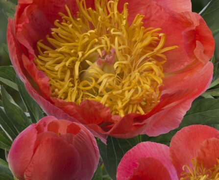 3284_9437_Paeonia_Coral_Supreme-1-G.jpg