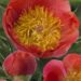 3284_9437_Paeonia_Coral_Supreme-1-G.jpg