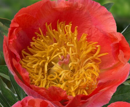 3284_9459_Paeonia_Coral_Supreme-1-cropG.jpg