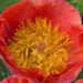 3284_9459_Paeonia_Coral_Supreme-1-cropG.jpg