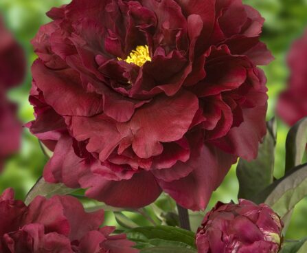 3293_9449_Paeonia_Black_Beauty-1-G.jpg