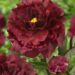 3293_9449_Paeonia_Black_Beauty-1-G.jpg