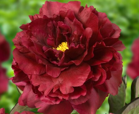 3293_9456_Paeonia_Black_Beauty-1crop-G.jpg