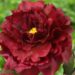 3293_9456_Paeonia_Black_Beauty-1crop-G.jpg