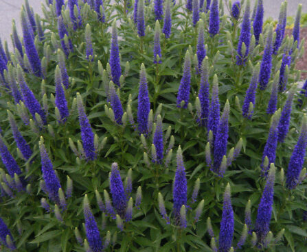 3304_9490_Veronica_spicata_Royal_Candles-2-D.jpg