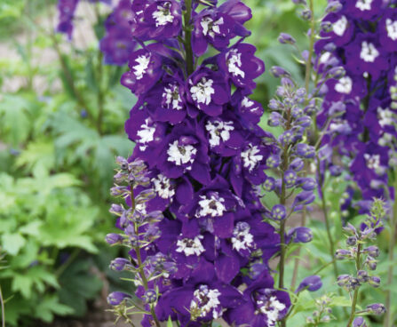 3305_9496_DEL_MagicFountains_DarkBlueWhiteBee_431205.jpg