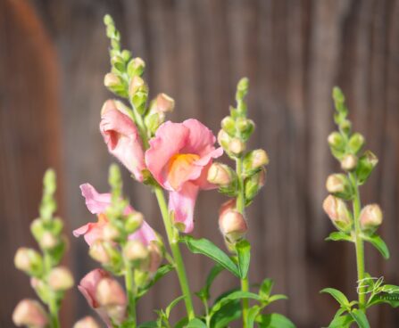 3315_10063_Anthirrhinum_majus_Leo_Bronzeloviloug_2.jpg