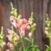 3315_10063_Anthirrhinum_majus_Leo_Bronzeloviloug_2.jpg
