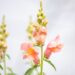 3315_10064_Anthirrhinum_majus_Leo_Bronzeloviloug.jpg