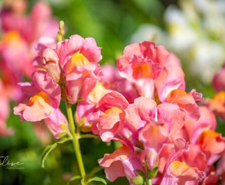 3315_10133_Anthirrhinum_majus_Leo_Bronze_loviloug.jpg