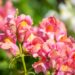 3315_10133_Anthirrhinum_majus_Leo_Bronze_loviloug.jpg
