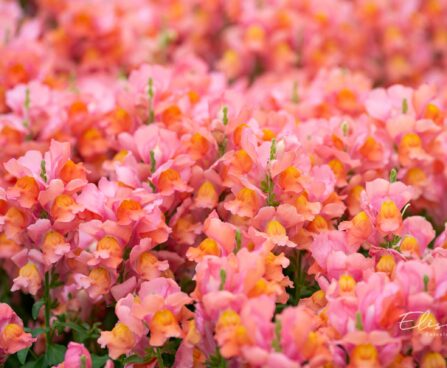 3315_10135_Anthirrhinum_majus_Leo_Bronze_loviloug_3.jpg