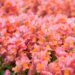 3315_10135_Anthirrhinum_majus_Leo_Bronze_loviloug_3.jpg