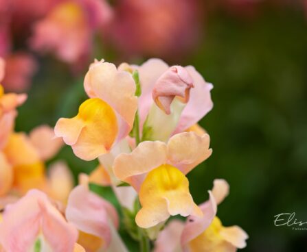 3315_10136_Anthirrhinum_majus_Leo_Bronze_loviloug_4.jpg