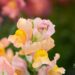 3315_10136_Anthirrhinum_majus_Leo_Bronze_loviloug_4.jpg