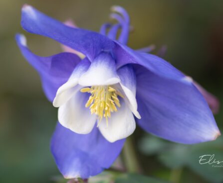 3354_10053_Aquilegia_caerulea_Spring_Magic_Blue_and_White_kurekell_4.jpg
