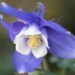 3354_10053_Aquilegia_caerulea_Spring_Magic_Blue_and_White_kurekell_4.jpg