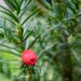 202_9753_Taxus_media_Hicksii_2.jpg