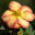 3404_11128_Potentilla_fruticosa_Bella_Apple_har.poosasmaran._2.jpg