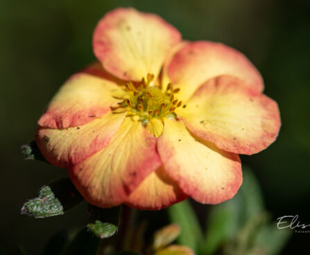 3404_11128_Potentilla_fruticosa_Bella_Apple_har.poosasmaran._2.jpg