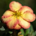 3404_11128_Potentilla_fruticosa_Bella_Apple_har.poosasmaran._2.jpg