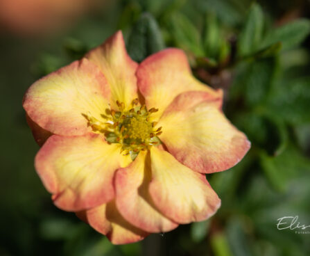 3404_11129_Potentilla_fruticosa_Bella_Apple_har.poosasmaran._3.jpg