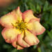 3404_11129_Potentilla_fruticosa_Bella_Apple_har.poosasmaran._3.jpg